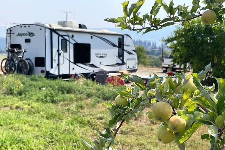 Selección de sitios de camping en Apple Valley Orchard