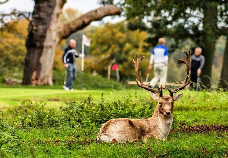 Un ciervo descansando en el Club de Golf del Palacio de Hampton Court