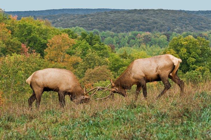 Ciervos peleando en el Bosque Estatal Elk