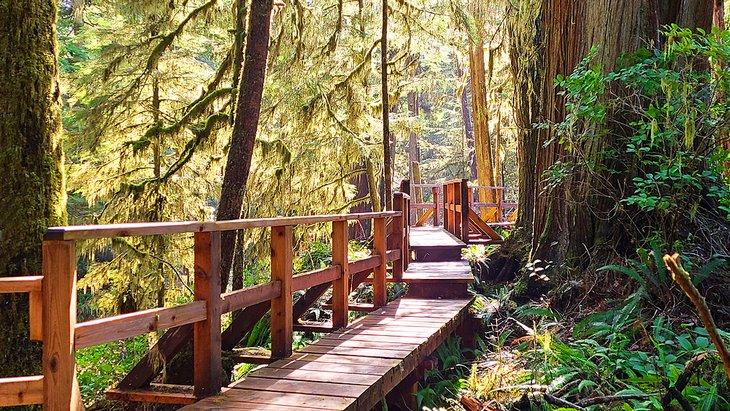 Wanderweg durch den Regenwald