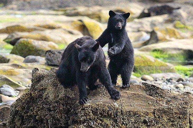 Bären am Strand von Tofino