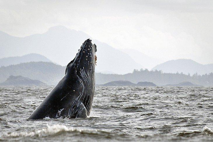 Walbeobachtung in Tofino