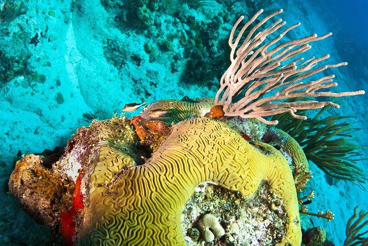 Hirnkoralle im Naturschutzgebiet von Saint-Barthelemy