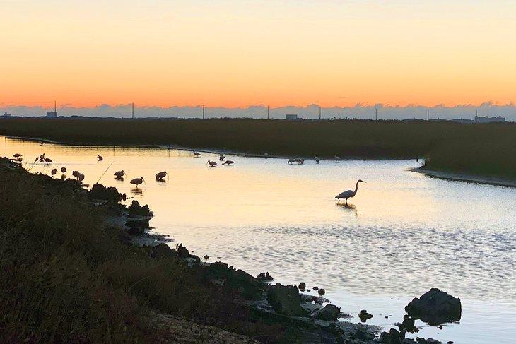 Oiseaux au coucher de soleil à Galveston