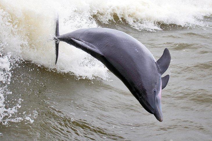 Dauphin sautant près de Galveston