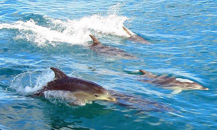 Nado con Delfines y Sellos