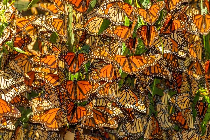 Jardín de Mariposas Monarca
