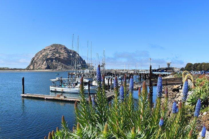 Flores en Morro Bay