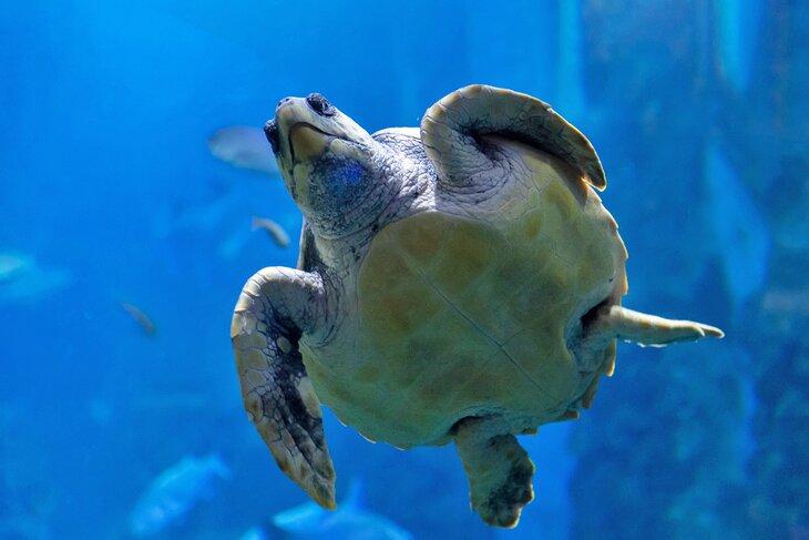 Tortuga en el Acuario de San Sebastián