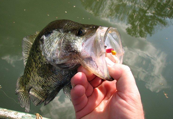 Crappie en un anzuelo