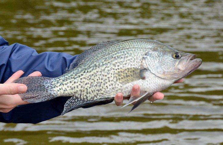 Crappie negro grande