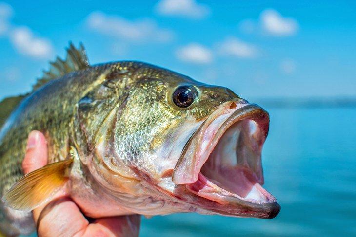 Róbalo de boca grande