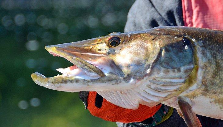 Primer plano de un gran Muskie