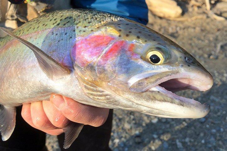 Un hermoso pez arcoíris del Lago Erie
