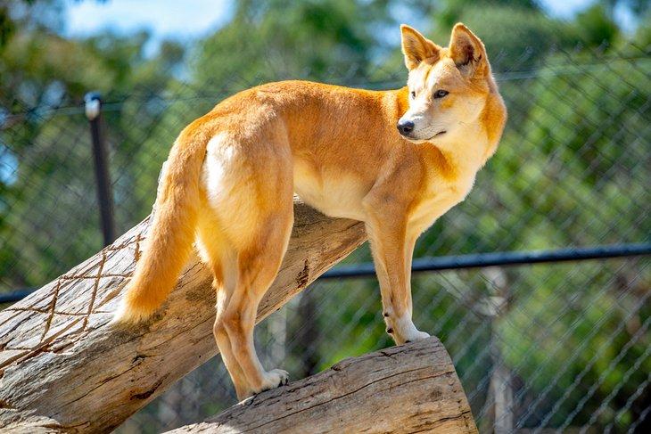 Dingo en el Parque Faunístico de Ballarat