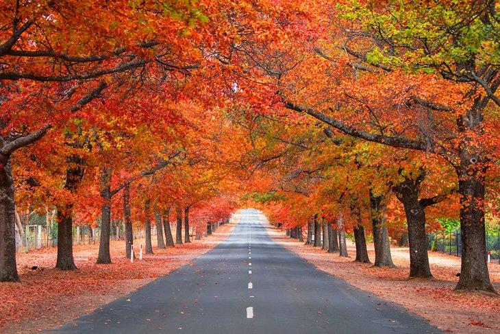Colores de otoño en Mount Macedon