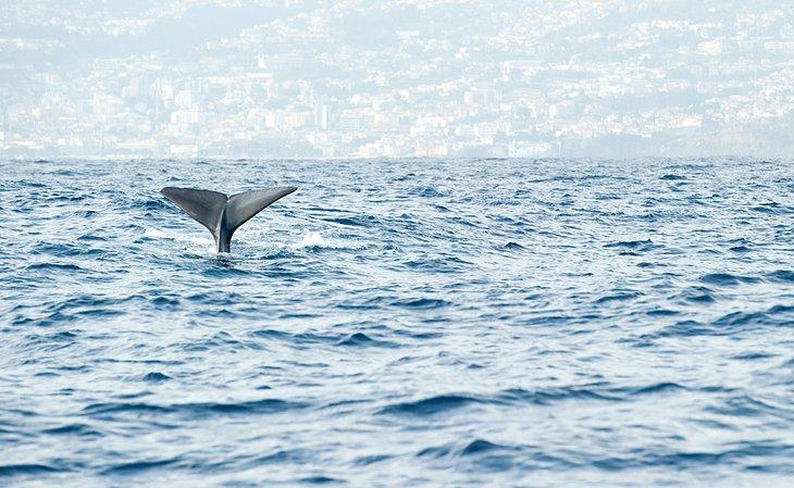Ballena esperma frente a Madeira