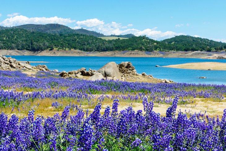 Lupins en fleurs le long de la rive du lac Folsom