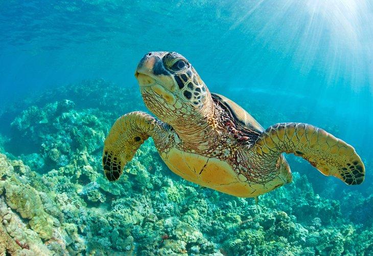 Tortuga marina nadando sobre el arrecife de coral