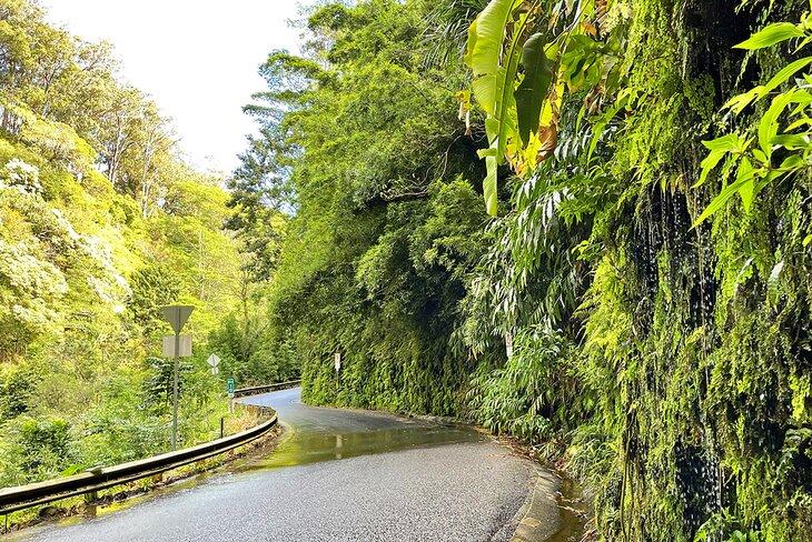 Vegetación exuberante a lo largo de la carretera a Hana