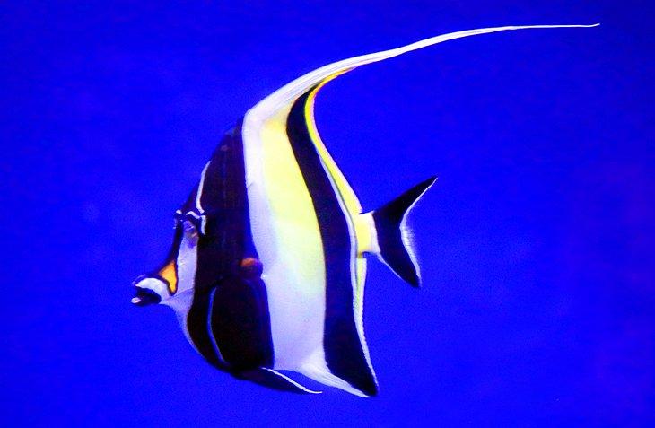 Pez ángel en el Maui Ocean Center