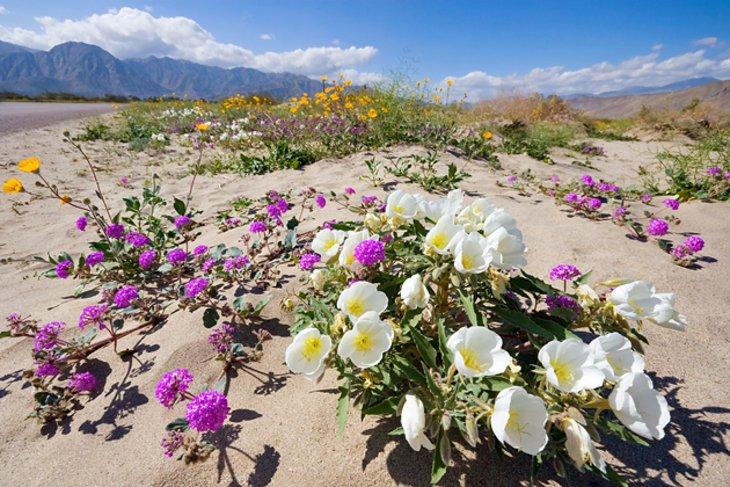 Parque Estatal del Desierto de Anza-Borrego