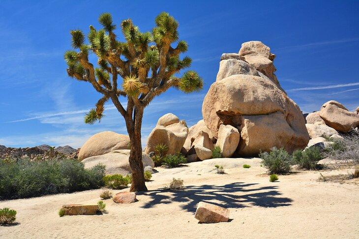 Joshua Tree National Park en California