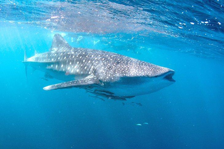 Tiburón ballena en el Parque Marino Ningaloo
