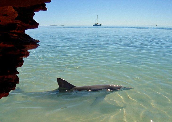 Bahía Shark y Monkey Mia