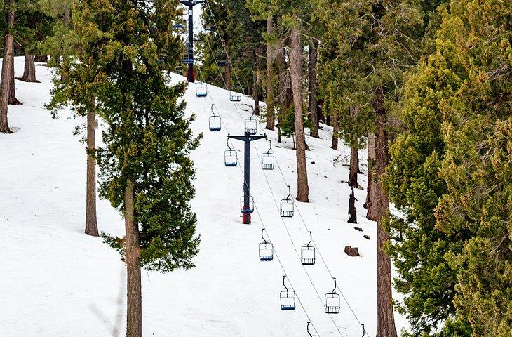 Telesilla en Mt. Lemmon