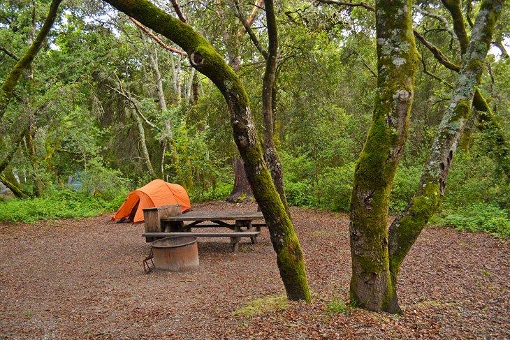 Parque Estatal Henry Cowell Redwoods