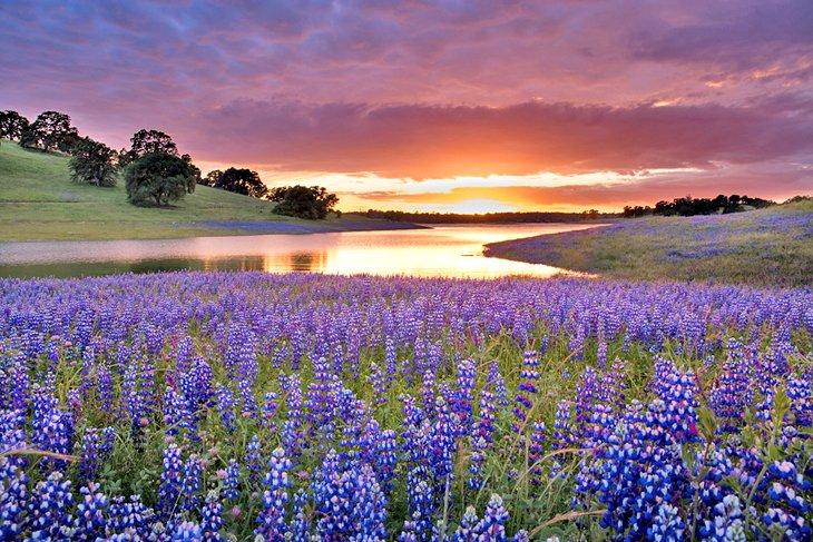 Lupino morado en la orilla del Lago Folsom