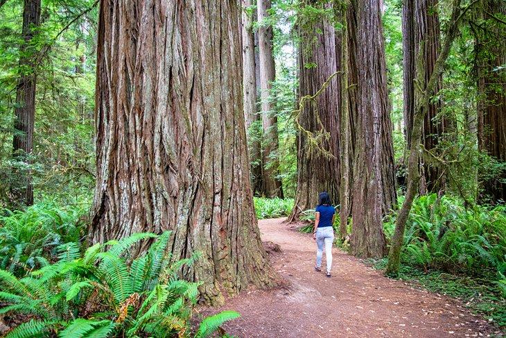 Parque Estatal Jedediah Smith Redwoods