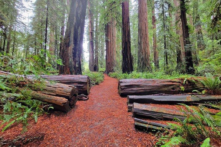 Parque Estatal Jedediah Smith Redwoods