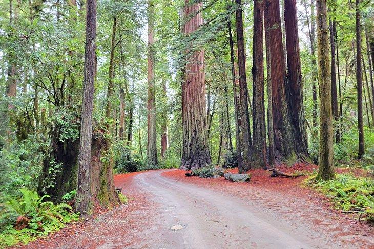Camino Howland Hill, Parque Estatal Jedediah Smith Redwoods