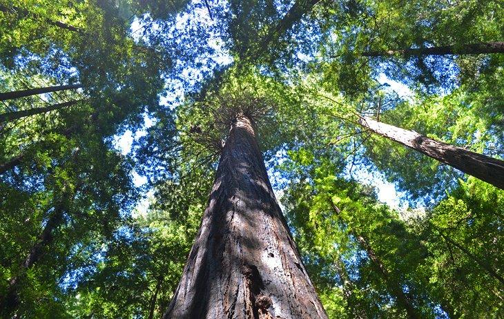 Parque Estatal Humboldt Redwoods