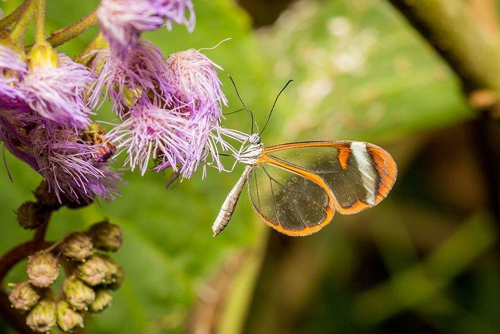 Granja de Mariposas de Stratford