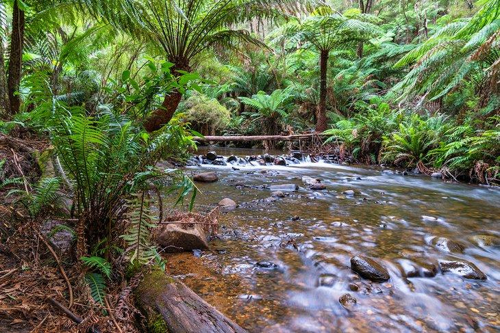 Bach nahe Warburton in den Dandenong Ranges