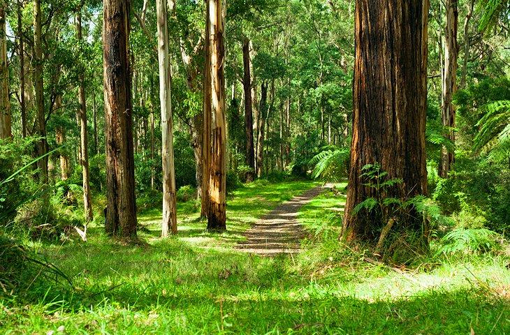 Dandenong Ranges National Park