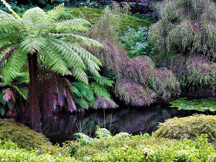 Dandenong Ranges Botanic Garden