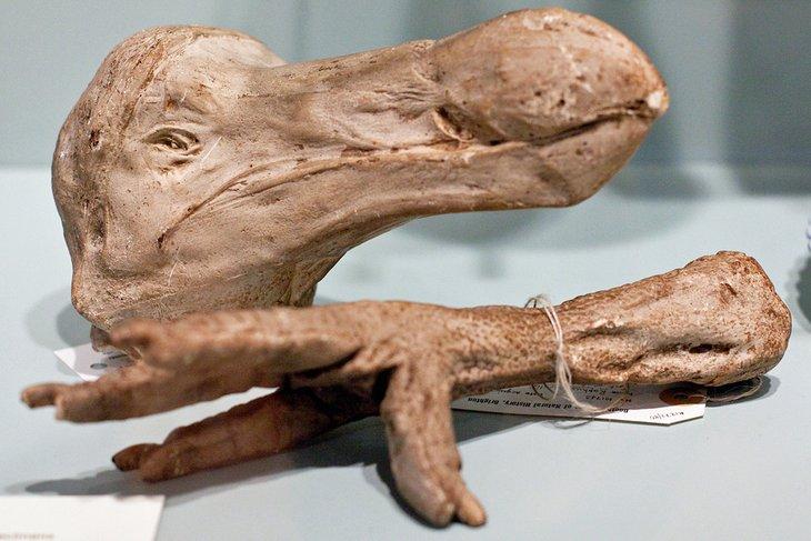 Ave Dodo fosilizada en el Museo de Historia Natural Booth