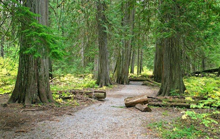 Área Escénica Ross Creek Cedar, cerca del Camping Bad Medicine