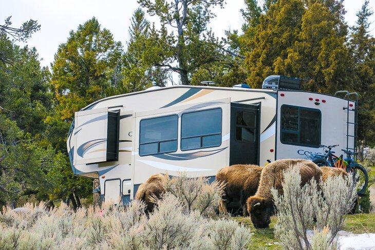 Bisonte en el Camping Mammoth, Parque Nacional Yellowstone
