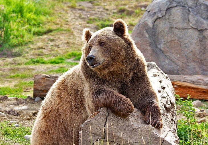 Grizzlybär im ZooMontana