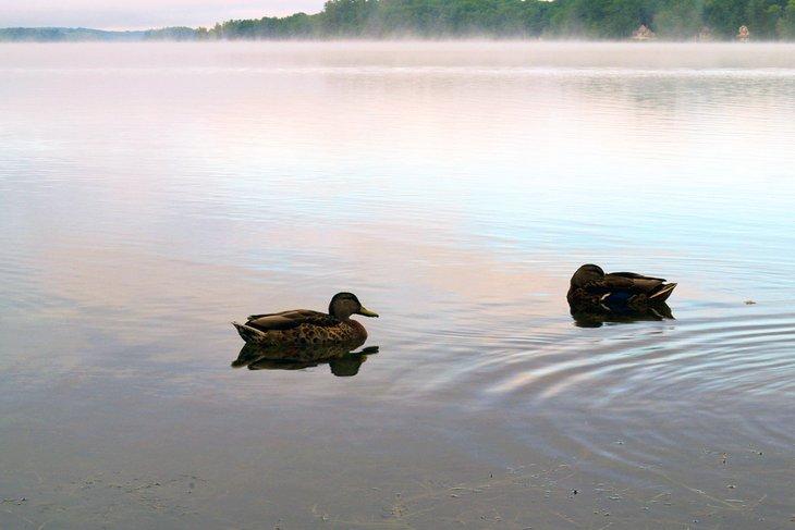 Canards sur le lac China