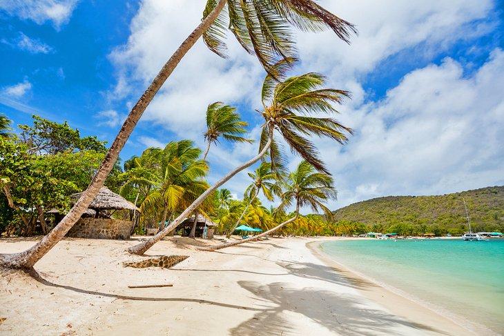 Plage de sable blanc et palmiers sur l'Île Mayreau