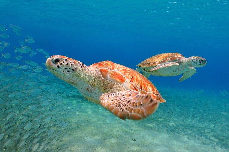 Tortues de mer