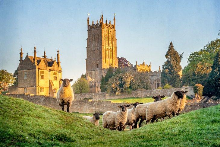 Ovejas de Cotswold cerca de Chipping Campden