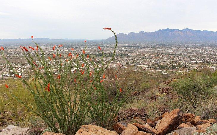 Vista desde la Colina Tumamoc