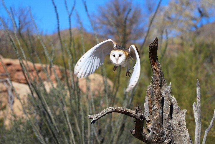 Lechuza volando durante el Vuelo Libre de Rapaces